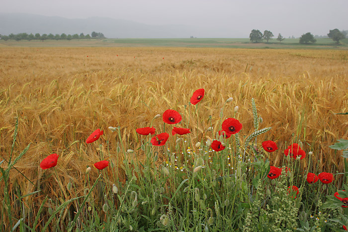 Mohn Getreidefeld