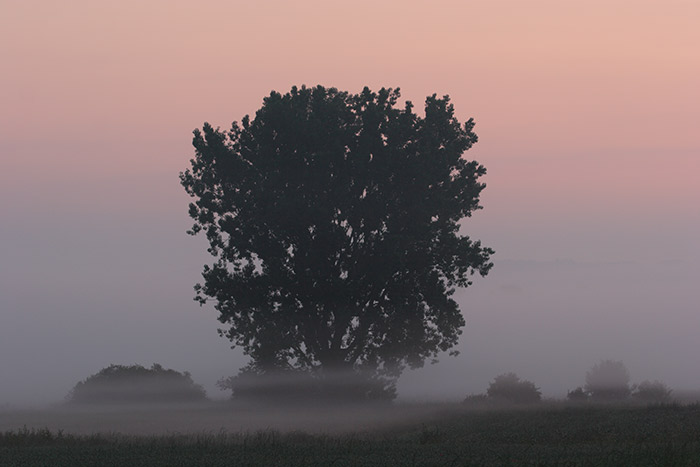 Morgendmmerung Nebel