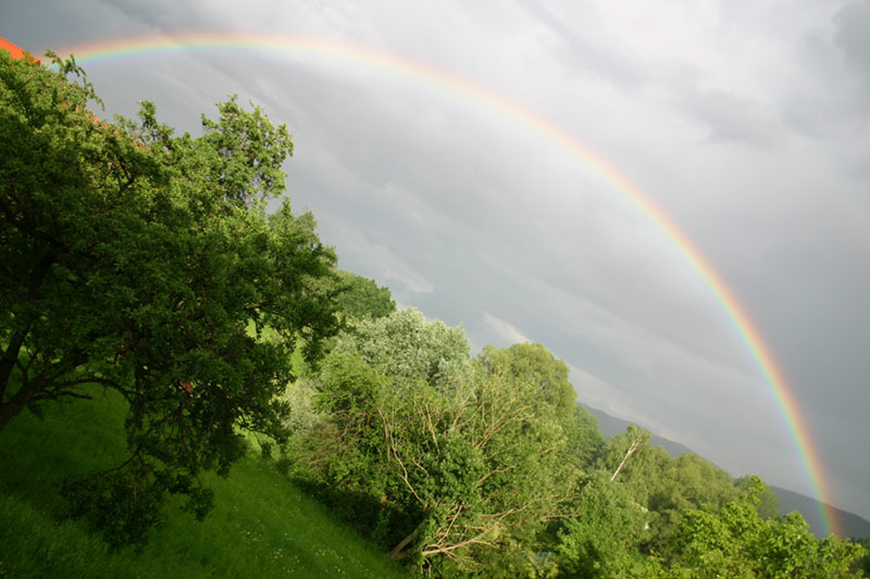 Regenbogen im Grünen 