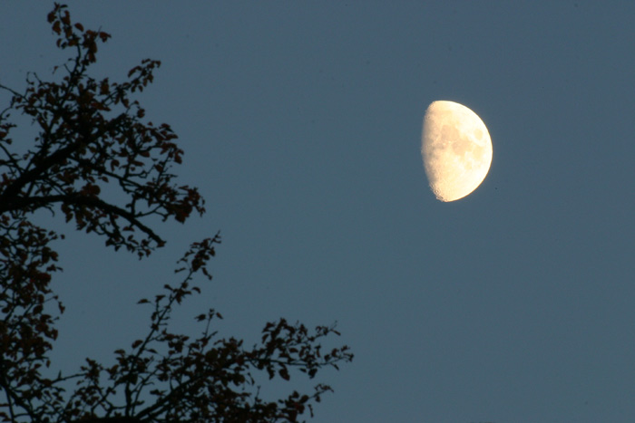 Mond Baum