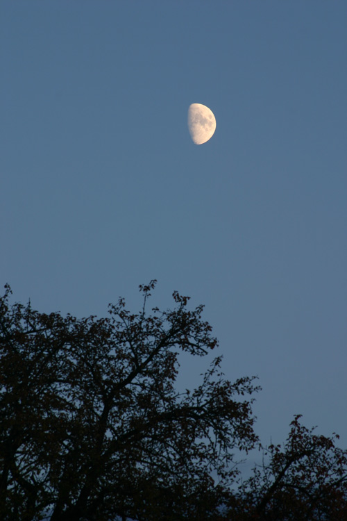 Mond Baum