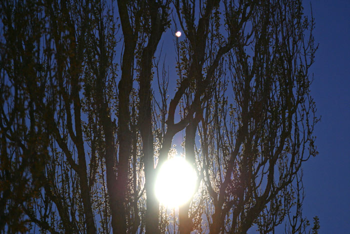 Mond Baum