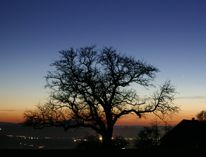 alter Apfelbaum