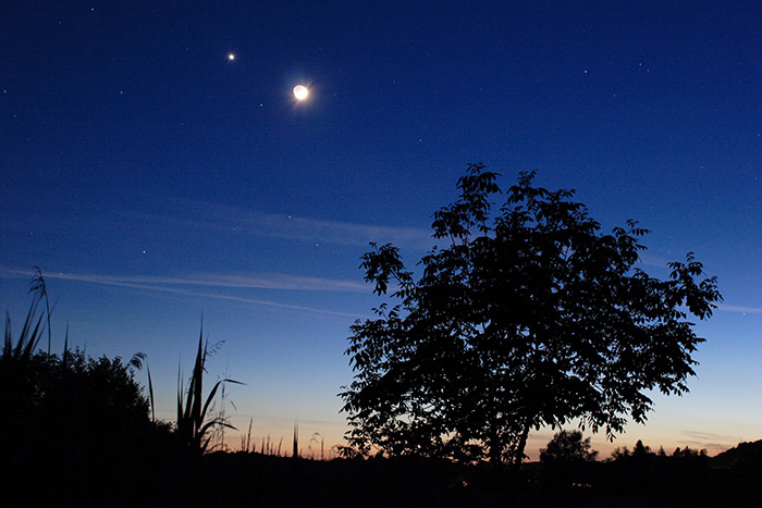 Schilf Baum Mond