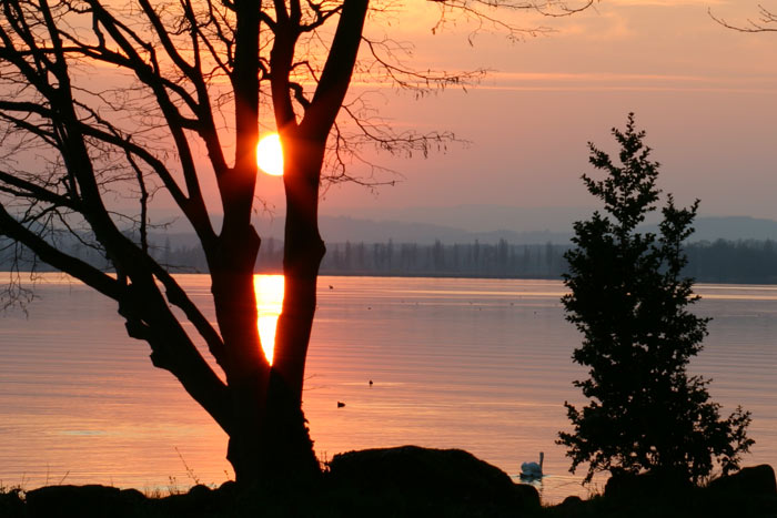 Sonnenuntergang Mettnau Radolfzell Bodensee Schwan