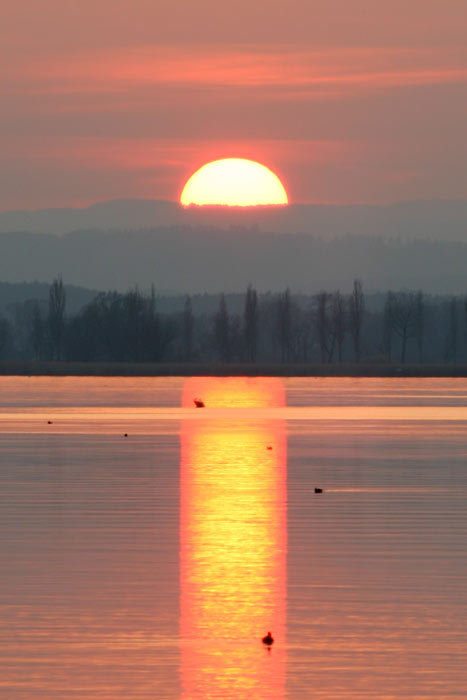 Sonnenuntergang Mettnau Radolfzell Bodensee Hohentwiel Wasservgel