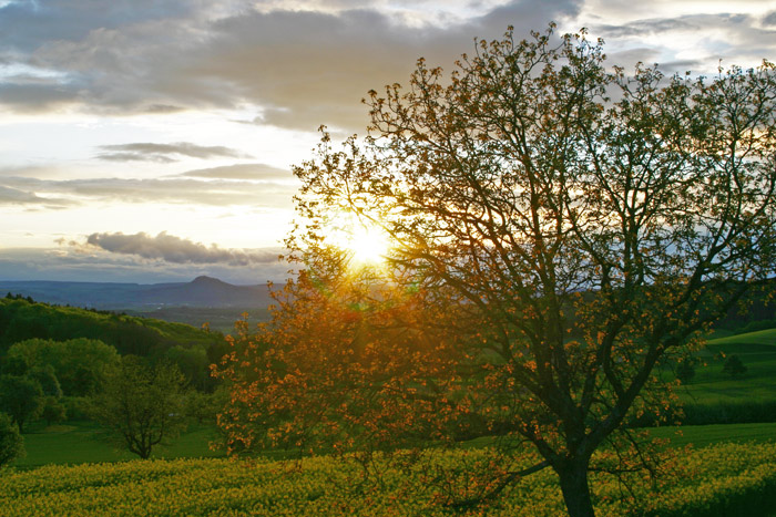 Sonnenuntergang Hohenhewen Rapsfeld