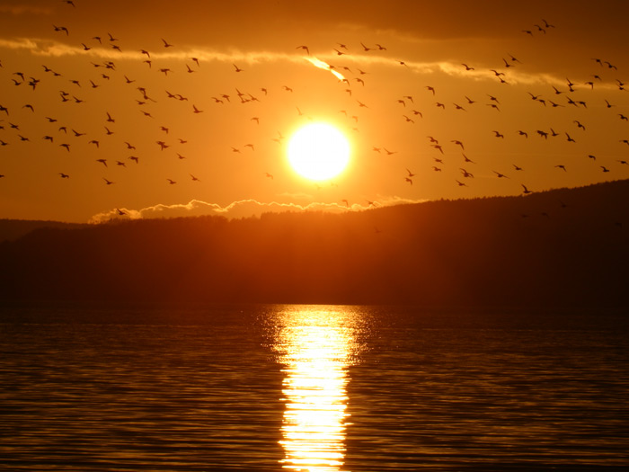 Allensbach Sonnenuntergang Vgel Bodensee