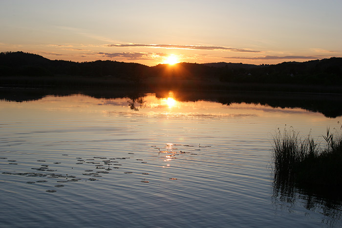 Mindelsee Seerosen 