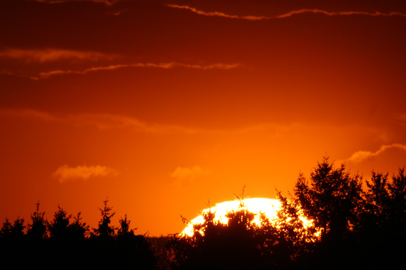 Sonnenuntergang Nadelbume