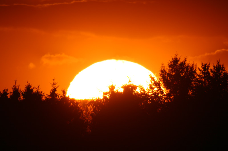 Sonnenuntergang Nadelbume